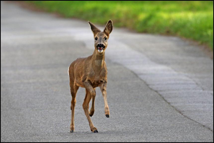 Roe Deer 191118