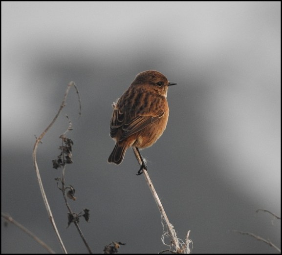 Stonechat 261118 f