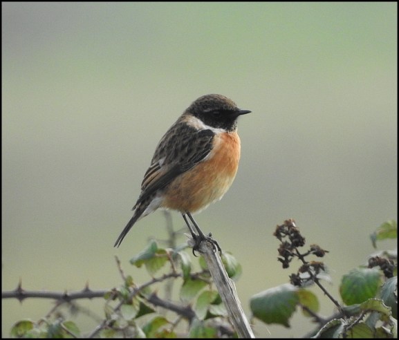 Stonechat 261118 m