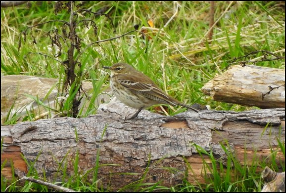 Water Pipit 011118 1