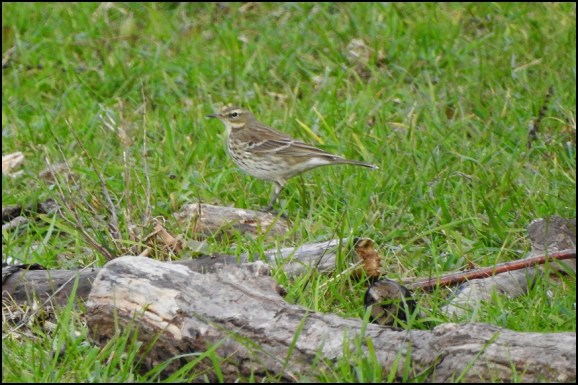 Water Pipit 011118 2