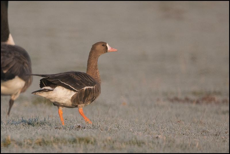 White-fronted Goose 221118 1