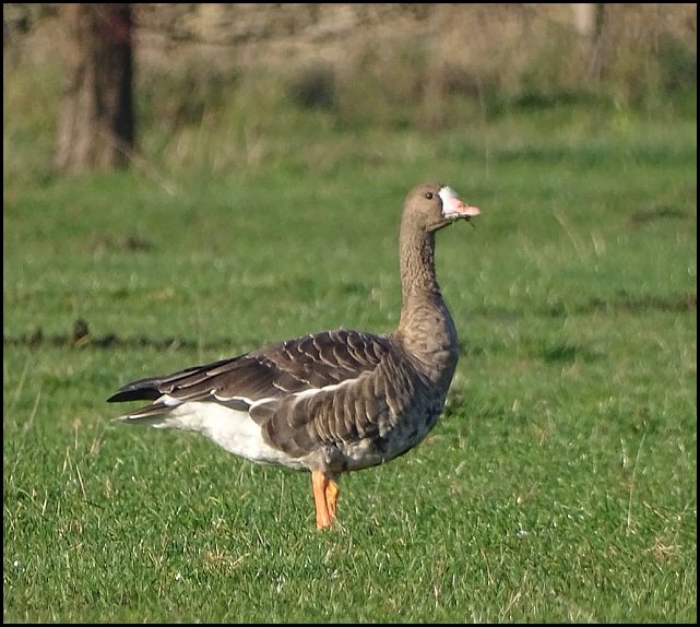 White-fronted Goose 221118 2