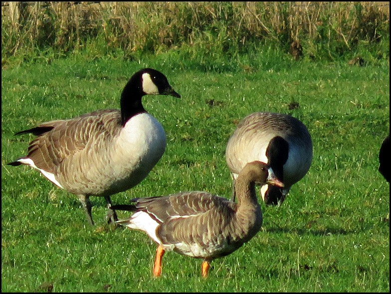 White-fronted Goose 221118 3