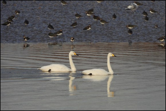 Whooper Swans 261118