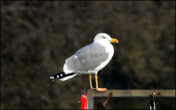 Yellow-legged Gull 051118