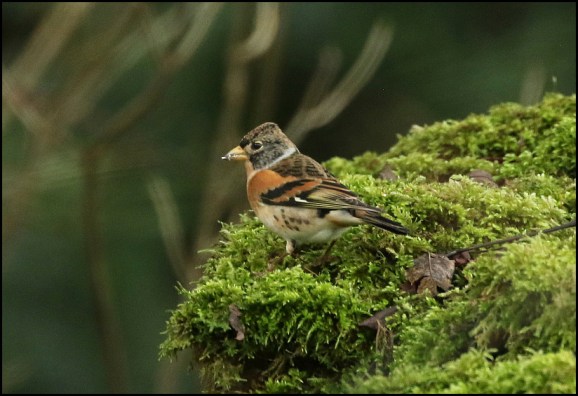 Brambling 301218