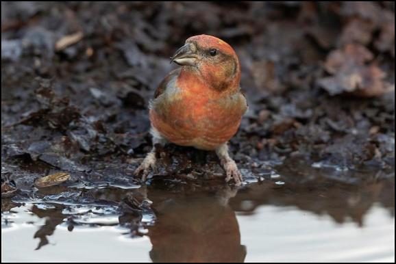 Crossbill 121218