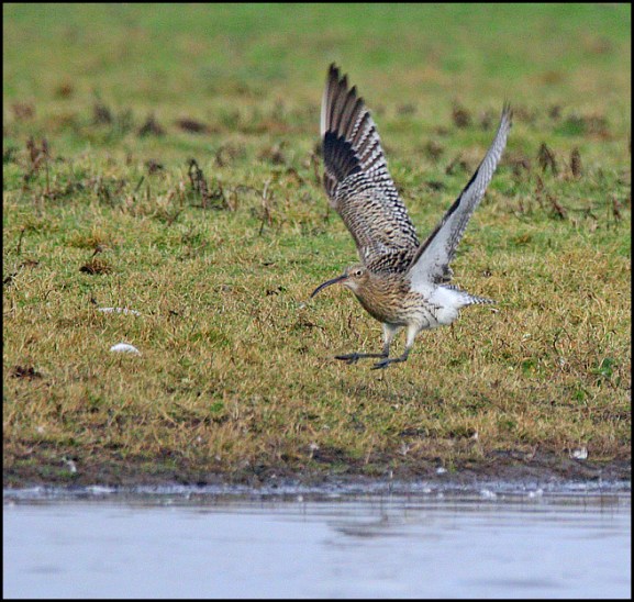 Curlew 271218