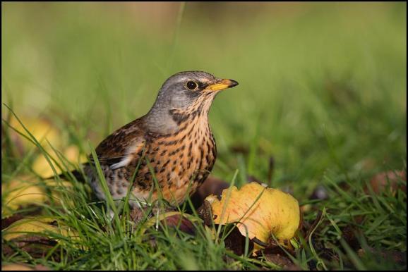 Fieldfare 191218 2