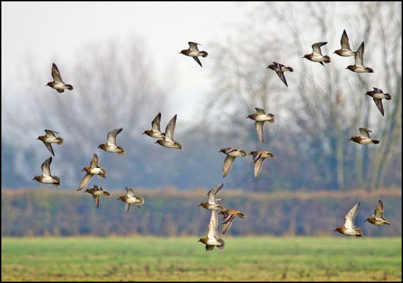 Golden Plovers 271218