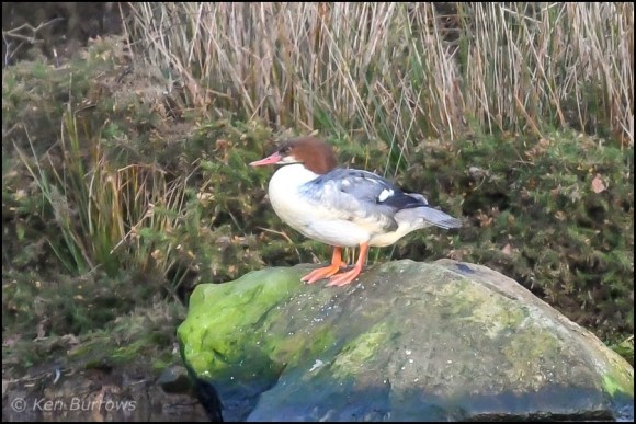Goosander 291218
