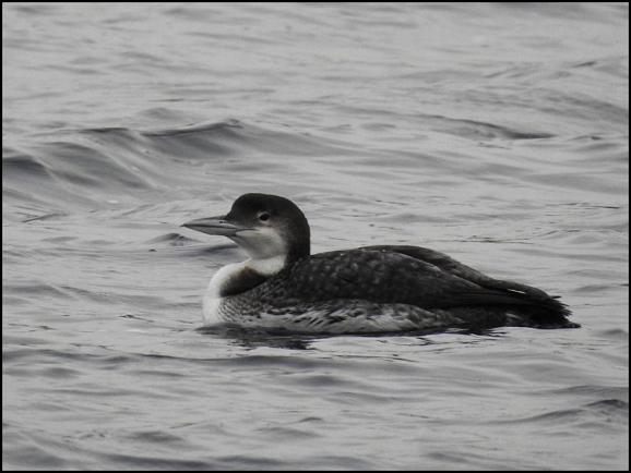 Great Northern Diver 231218
