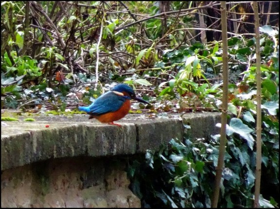Kingfisher 251218