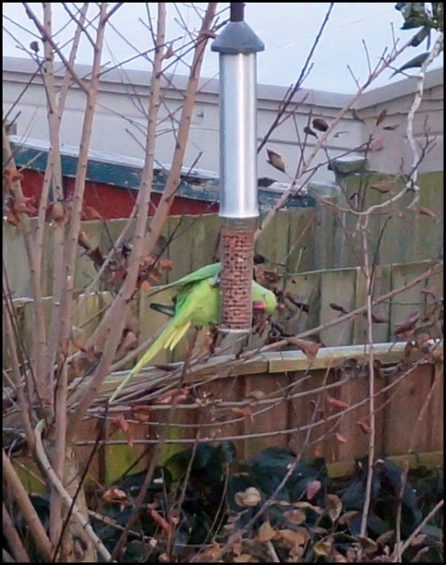 Ring-necked Parakeet 141218