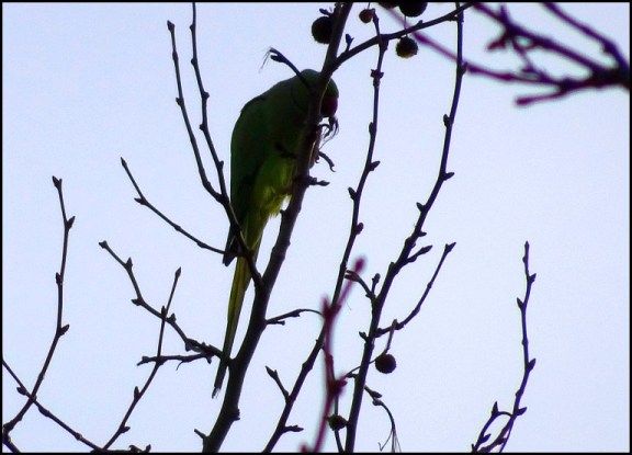 Ring-necked Parakeet 251218