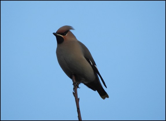 Waxwing 301218 1
