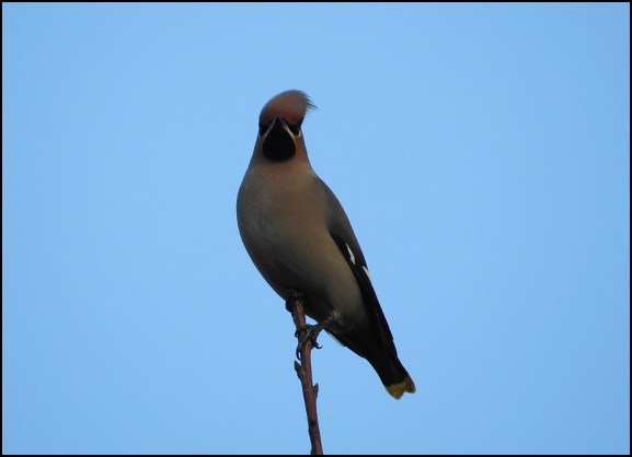 Waxwing 301218 2