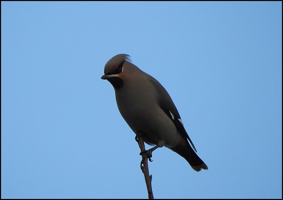 Waxwing 301218 3