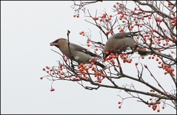 Waxwings 301218