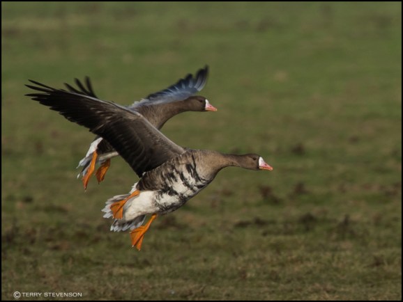 White-fronted Goose 131218 2.jpg
