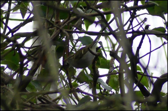 Yellow-browed Warbler 281218