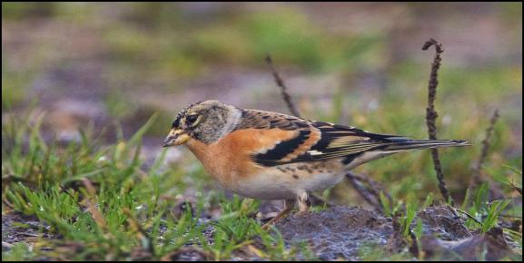Brambling 031218