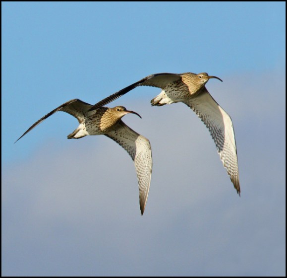 Curlews 081218 1
