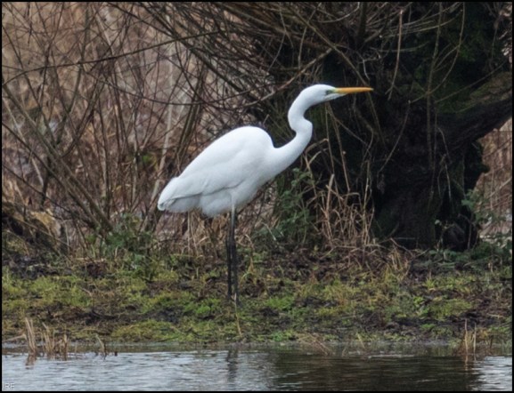 Great White Egret 061218
