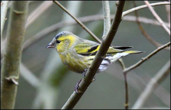 Siskin 010119