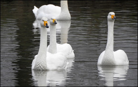 Whooper Swans 020119 2