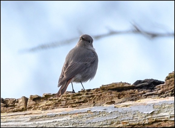 black redstart 250119