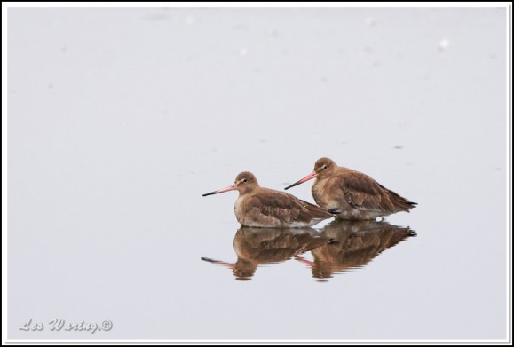 black-tailed godwits 050119
