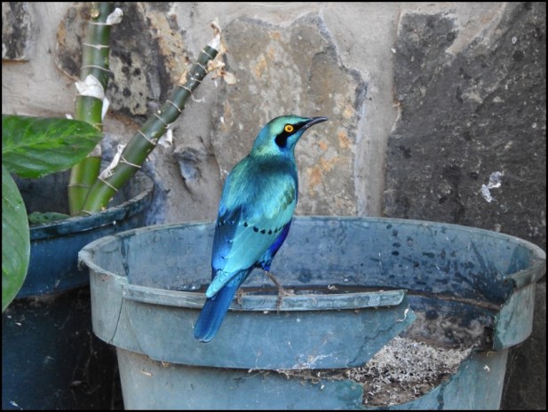 bot - greater blue-eared starling