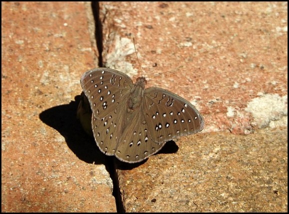 bot - guineafowl butterfly