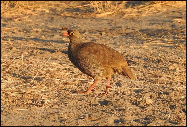 bot - red-billed spurfowl