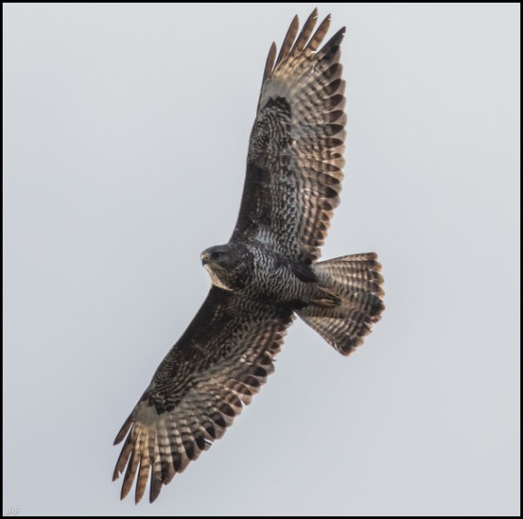 buzzard 080119
