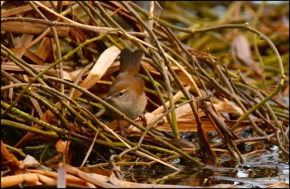 cetti's warbler 220119