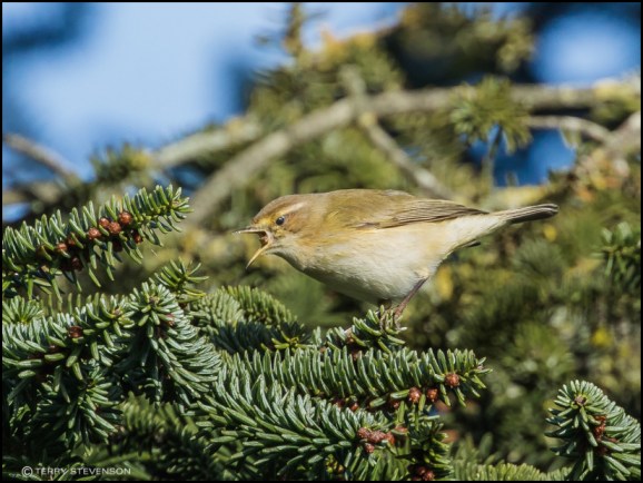 chiffchaff 080119