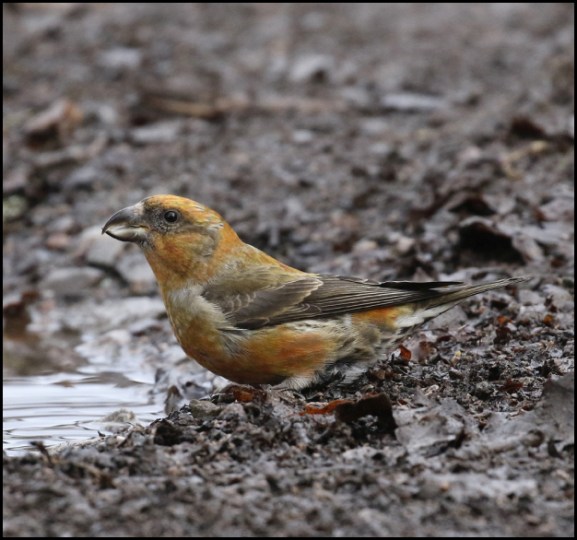 crossbill 150119 2