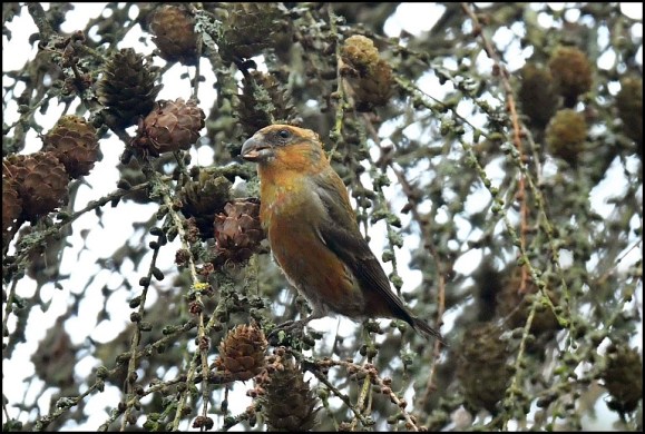 crossbill 150119