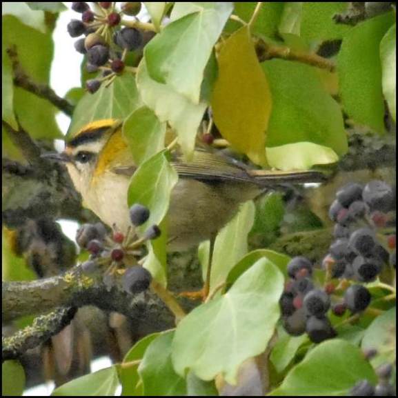 firecrest 290119
