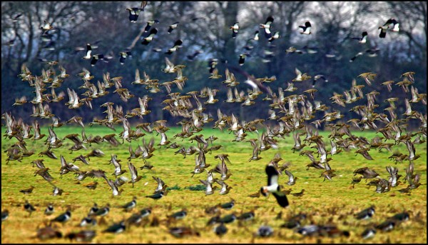 Golden Plovers 200119.jpg