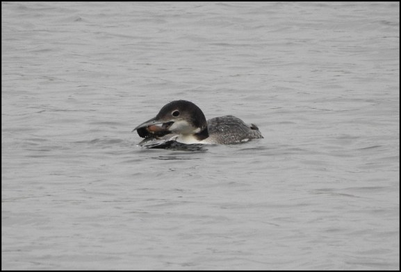 great northern diver 210119 1