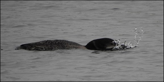 great northern diver 210119 2