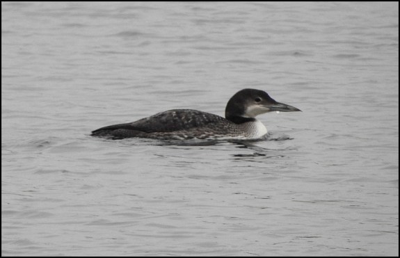 great northern diver 210119 3