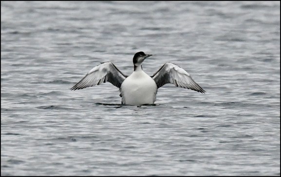 great northern diver 250119