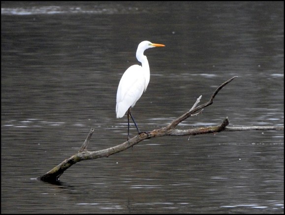 great white egret 030119