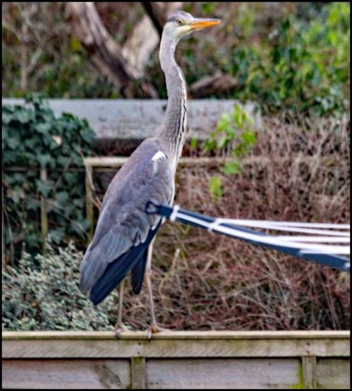 grey heron 030119