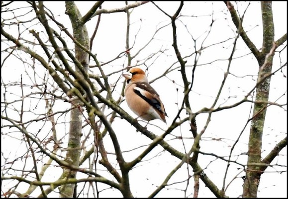 hawfinch 150119